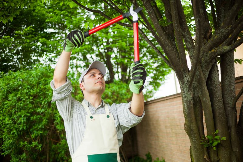Tree Limb Cutting