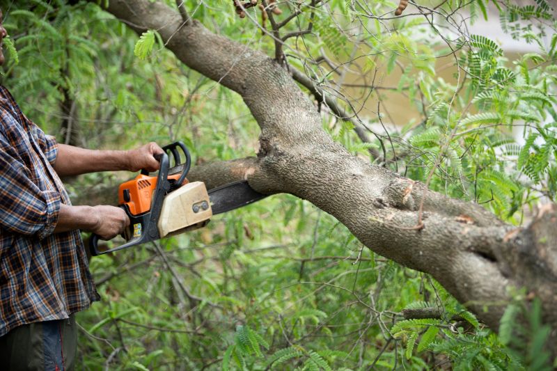 Inside the Tree - Limb Structure