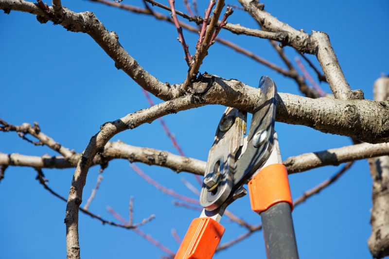 Magnolia Tree Pruning in Allentown, PA