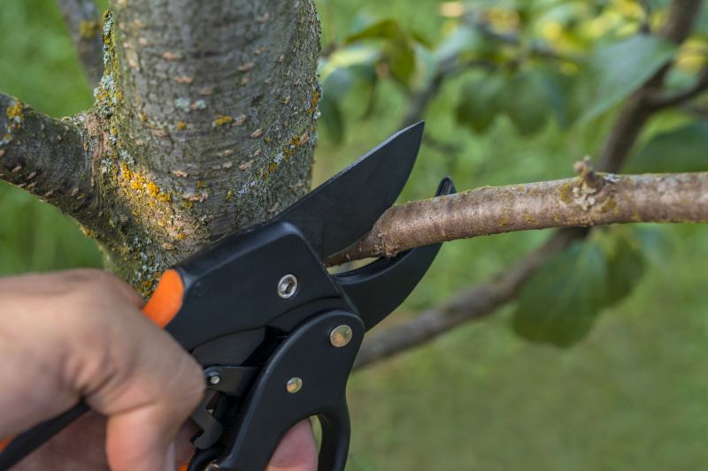 Magnolia Tree Pruning in San Jose, CA