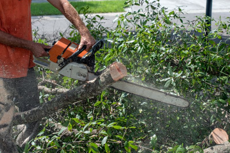 Tree Limb Cutting