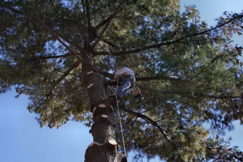 Arborist trimming a large tree