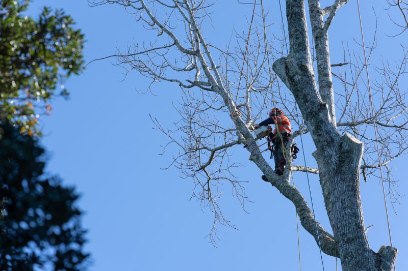 Urban tree maintenance