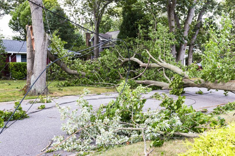 Emergency Tree Services