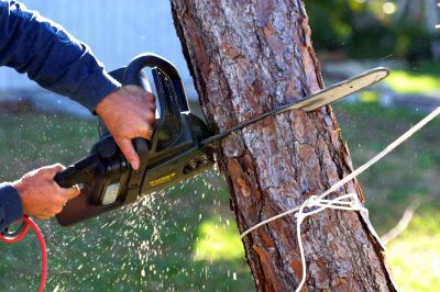 Contact About Tree Limb Cutting