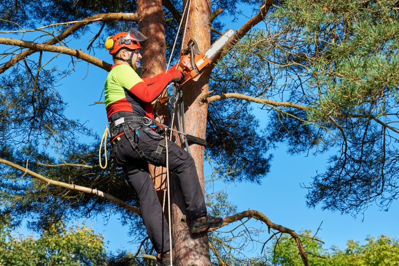 Local Tree Limb Cutting pros at work